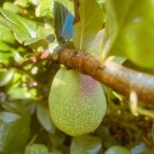 Pigwowiec japoński Julia 2L