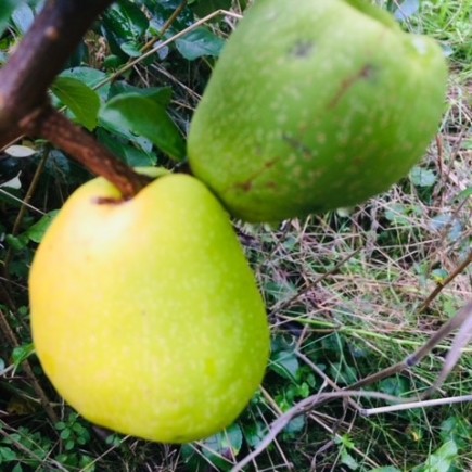 Pigwowiec japoński Julia 2L