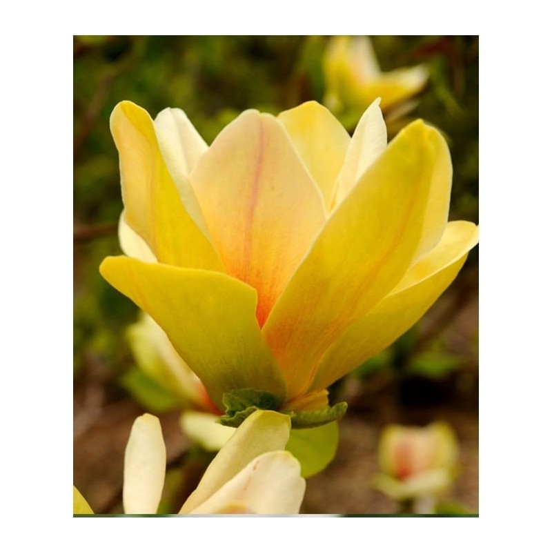 Magnolia 'Yellow River' Magnolia 'Yellow River' (Magnolia brooklynensis)