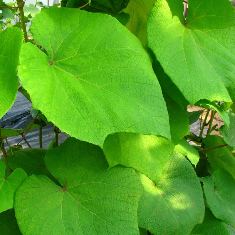 Winorośl japońska 🌱 winorośl ozdobna│ Szkółka Wędrowski.pl